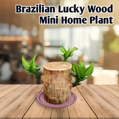 Brazilian Lucky Wood, Mini Home Plant Decorations