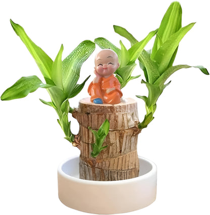 Brazilian Lucky Wood, Mini Home Plant Decorations