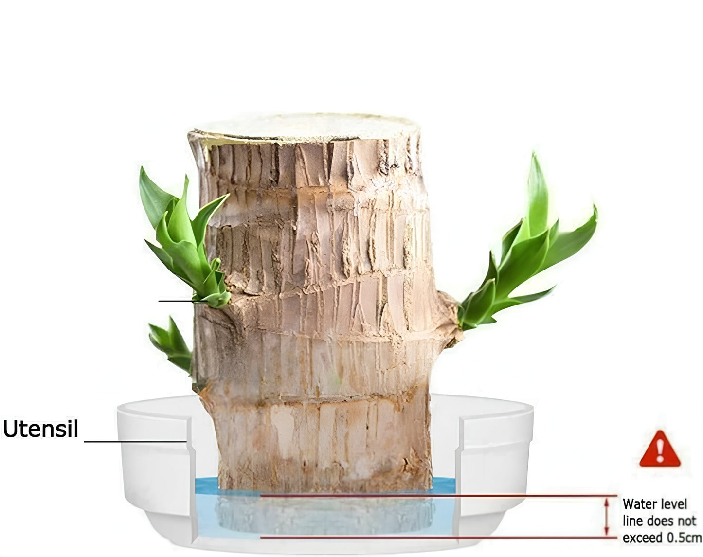 Brazilian Lucky Wood, Mini Home Plant Decorations